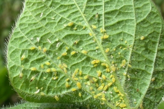 More than 100 soybean aphids collect on the underside of a soybean leaf. Pest feeding can inhibit the plant's ability to make grain, or kill it outright.