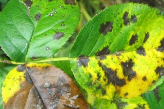 black_spot