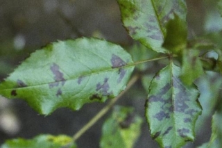 downy_mildew