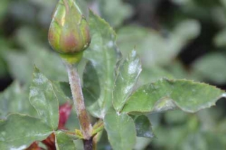 powdery_mildew2