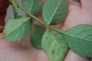 rose_rust