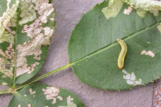 rose_slug