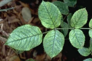spider_mite